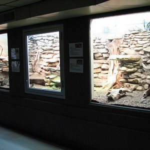 Reptile House - Desert Exhibit
