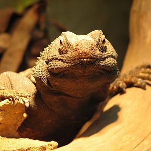 Reptile House - Desert Iguana