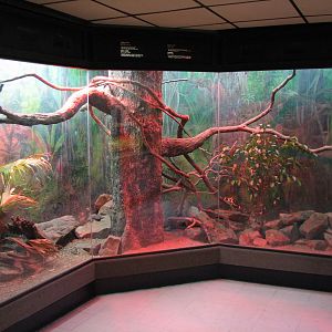 Reptile House - Common Ameiva Exhibit