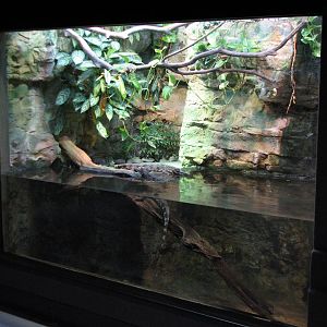 Reptile House - Tomistoma Exhibit