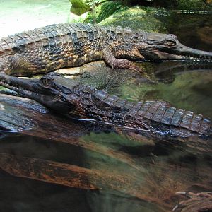 Reptile House - Tomistoma