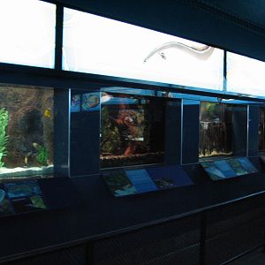 Aquarium - Interior