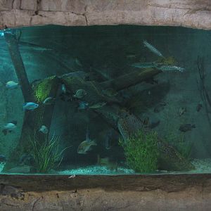 Tiny Tot Nature Spot - Tropical Waters - Texas Aquarium