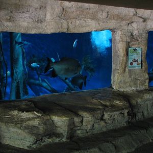 Tiny Tot Nature Spot - Tropical Waters - Pacu Aquarium