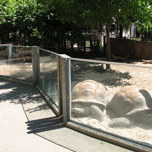 Tiny Tot Nature Spot - Riverbank - Aldabra Tortoise Exhibit