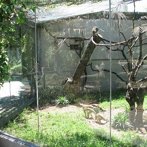 Tiny Tot Nature Spot - Tropics - Squirrel Monkey Exhibit