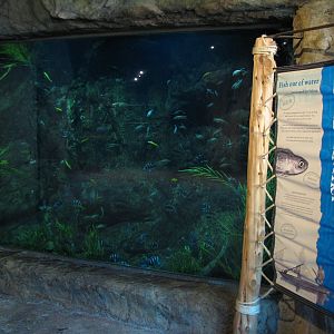 Africa Live - Lake Tanganyika Aquarium