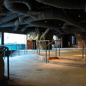 Africa Live - Nile Hippopotamus Exhibit Viewing Area