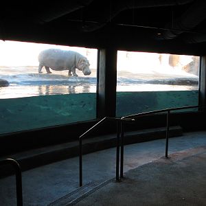 Africa Live - Nile Hippopotamus Exhibit Viewing Area