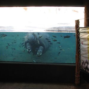 Africa Live - Nile Hippopotamus Exhibit Viewing Area