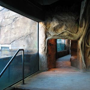 Africa Live - Nile Hippopotamus Exhibit Viewing Area