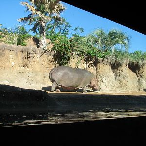 Africa Live - Nile Hippopotamus Exhibit