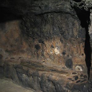 Africa Live - Fossil Wall