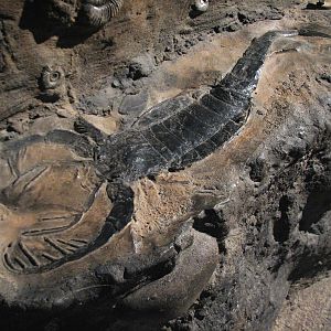 Africa Live - Fossil Wall