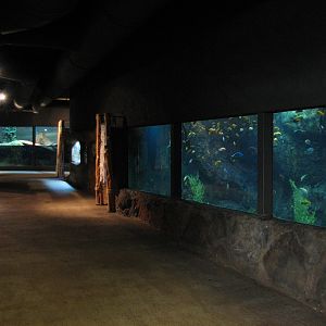 Africa Live - Interior Exhibit Area