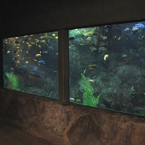 Africa Live - Aliens In The Water Aquarium