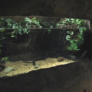 Africa Live - African Lungfish Exhibit