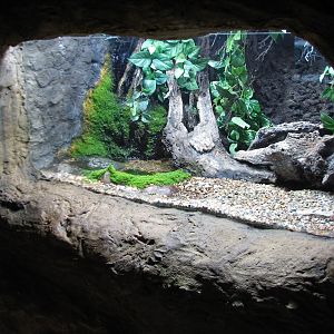 Africa Live - African Bullfrog Exhibit