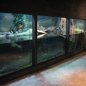Africa Live - Dwarf Crocodile and Mud Turtle Exhibit