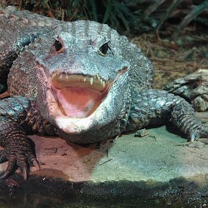Africa Live - Dwarf Crocodile