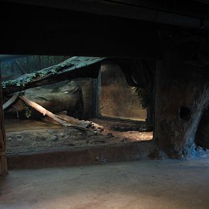 Africa Live - African Rock Python Exhibit