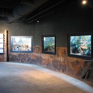 Africa Live - Small Reptile Wall Exhibits