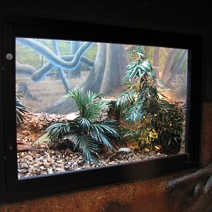 Africa Live - Gaboon and Rhino Viper Exhibit