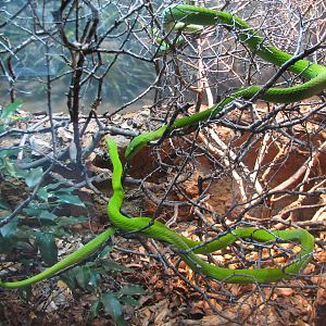 Africa Live - Green Mamba