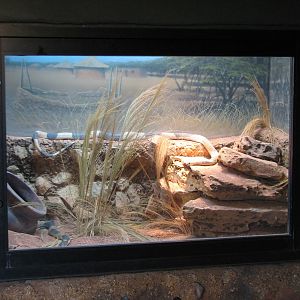 Africa Live - Banded Egyptian Cobra Exhibit