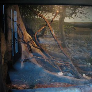 Africa Live - African Palm Civet Exhibit