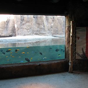 Africa Live - Nile Crocodile Exhibit