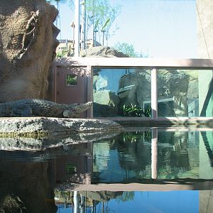 Africa Live - Nile Crocodile Exhibit