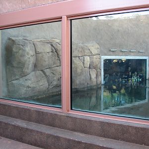 Africa Live - Nile Crocodile Exhibit Exterior Viewing Area