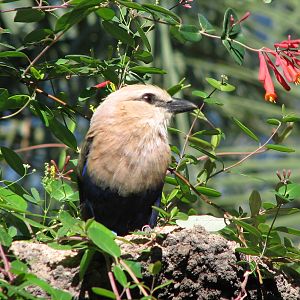 Africa Live - Aviary - Blue-bellied Roller