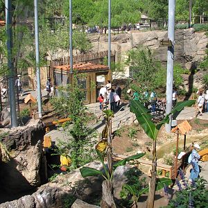 Africa Live - Aviary