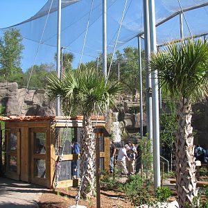 Africa Live - Aviary