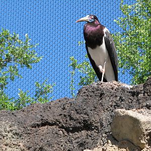 Africa Live - Aviary - Abdims Stork