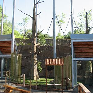 Africa Live - Angolan Colobus and Wolfs Guenon Exhibit