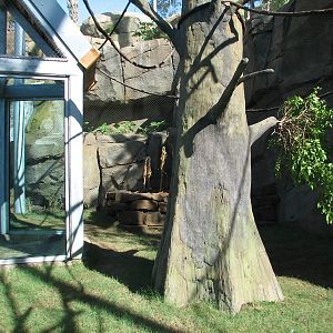 Africa Live - Angolan Colobus and Wolfs Guenon Exhibit