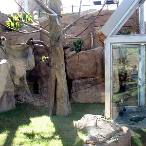 Africa Live - Angolan Colobus and Wolfs Guenon Exhibit