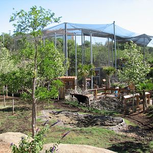 Africa Live - Okapi Exhibit