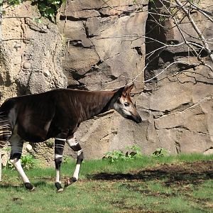 Africa Live - Okapi