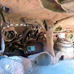 Africa Live - Termite Mound Interior