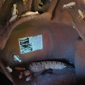 Africa Live - Termite Mound Interior