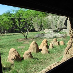 Africa Live - African Wild Dog Exhibit