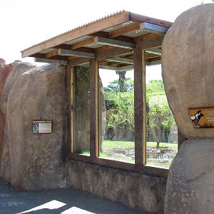 Africa Live - African Wild Dog Exhibit Viewing Area
