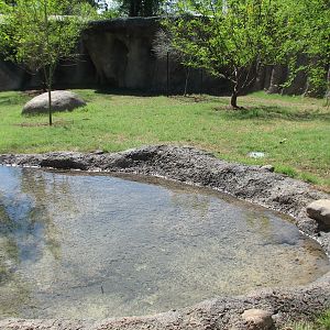 Africa Live - African Wild Dog Exhibit