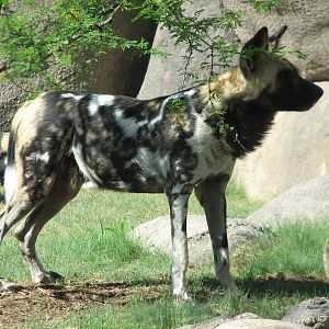 Africa Live - African Wild Dog
