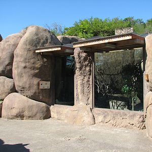 Africa Live - Lady Ross Turaco and White-bellied Bustard Exhibit
