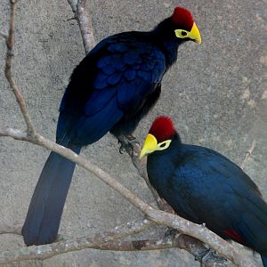 Africa Live - Lady Ross Turaco